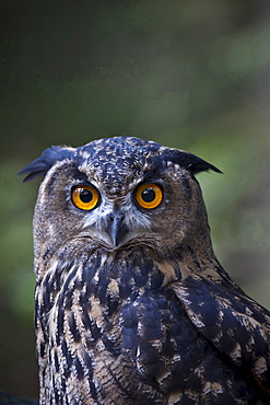eagle owl eagle owl portrait