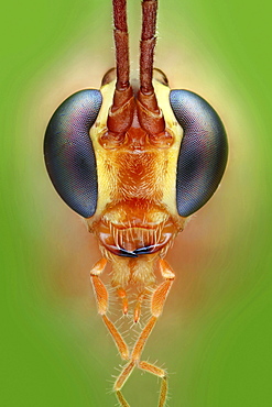 ichneumon wasp head portrait Germany Europe