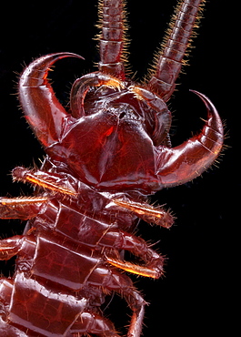 brown centipede ventral shot Germany Europe