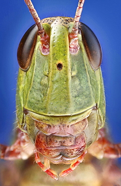 meadow grasshopper portrait Germany Europe