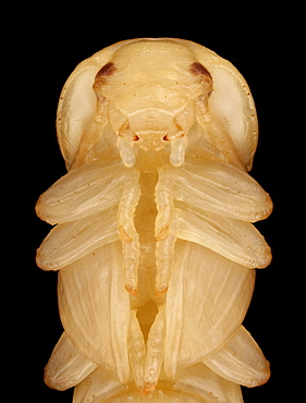 mealworm beetle pupal stage Germany Europe