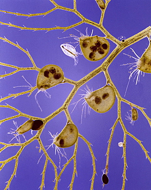 common bladderwort bladderwort is a carnivorous aquatic plant which captures small organisms by means of bladder-like traps on its submerged parts These bladder traps are considered to be one of the most sophisticated structures in the plant kingdom