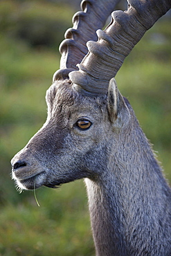 Alpine ibex male portrait