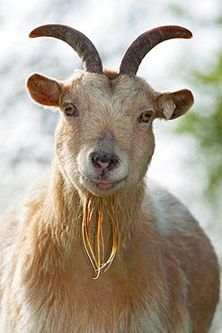 domestic goat portrait goat