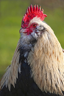 domestic cock portrait rooster on a farm