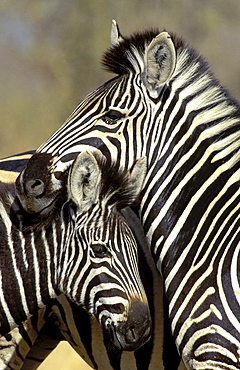 Burchell's zebra close-up of zebra mother and foal