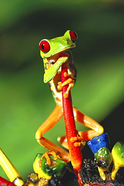 orange-eyed tree frog or red-eyed tree frog