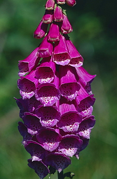 common foxglove or purple foxglove close-up of flower head of flowering foxglove with group of purple flowers blossoms blooms poisonous plant medicinal plant