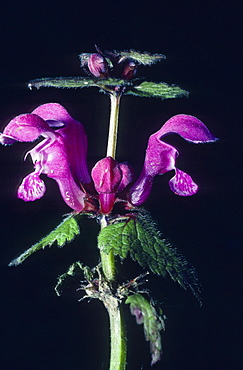 purple dead-nettle or purple archangel plant blooming with pink flowers outdoors horizontal format