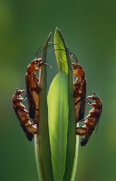 common red soldier beetle soldier beetle