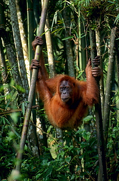 orang utan