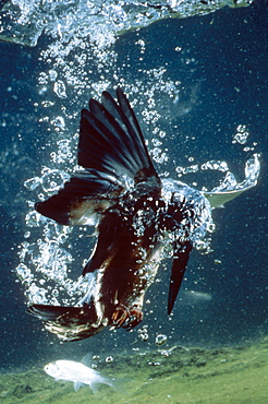 kingfisher hunting prey in water