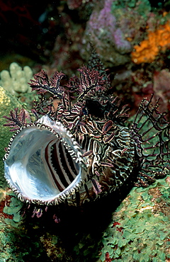 Merlet's scorpionfish or green-lace scorpionfish camouflaged venomous scorpion fish with open mouth underwater Coral Sea Australia (Rhinopias aphanes)