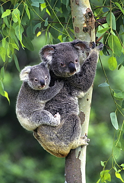 koala female with young Victoria Australia (Phascolarctos cinereus)