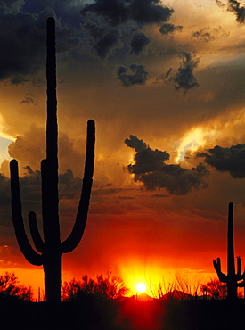 saguaro cactus saguaro cactus saguaros silhouetted at sunset mood Saguaro National Monument Arizona USA (Cereus giganteus oder Carnegia gigantea Carnegiea gigantea syn. Cereus giganteus)