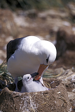 black-browed albatross black-browed mollymawk Blackbrowed Albatross Diomedea melanophris on nest with chick Jason Falkland Islands Falkland Islands South Atlantic (Thalassarche melanophrys syn. Diomedea melanophris)