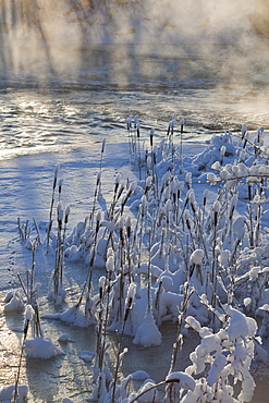 common cattail covered with snow in wintertime at misty riverside Sweden Scandinavia Europe