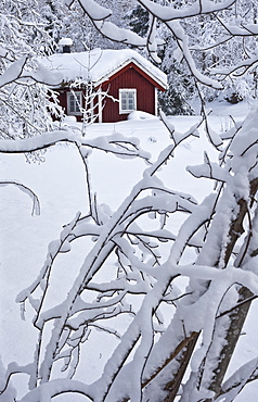 landscape winter snow at the old red cottage in the woods