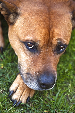 domesticated dog dog lying looking sad head portrait Sweden Scandinavia Europe (Canis lupus familiaris)