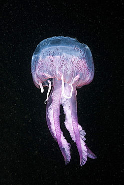 purple stinger luminous purple stinger with nettle threads portrait Spain (Pelagia noctiluca)