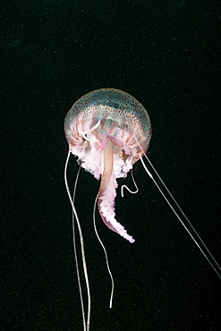 purple stinger luminous purple stinger with nettle threads portrait Spain (Pelagia noctiluca)