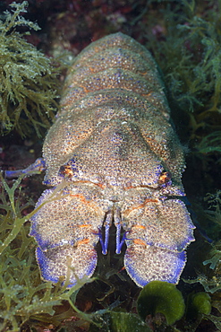 slipper lobster slipper lobster on reef portrait Spain (Scyllarides latus)