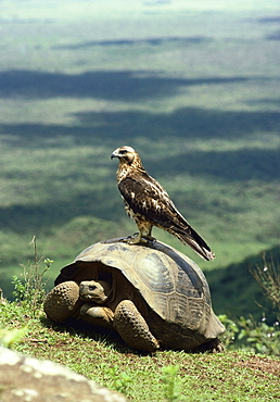 Galapagos hawk