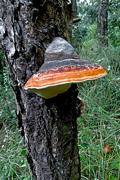 red-banded polypore polypore on a trunk of Aleppo pine El Collell Garrotxa Girona Pyrenees Catalonia Spain (Fomitopsis pinicola)