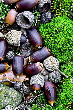 holm oak or holly oak ripe acorns of holly oaks and moss Grimmia and lichens Batet Garrotxa Girona Pyrenees Catalonia Spain (Quercus ilex)