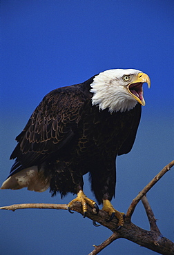 bald eagle