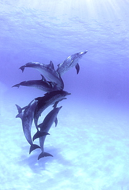 Atlantic spotted dolphin group fighting for dominance underwater Bahamas