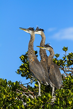 great blue heron three immature herons on nest in tree Everglades National Park Florida USA North America (Ardea herodias)