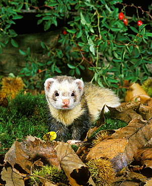 European polecat European polecat mustela putorius adult on moss foliage (Mustela putorius)