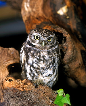 little owl little owl athene noctua adult standing on branch (Athene noctua)