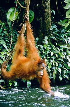 orang utan hanging over brook playing (Pongo pygmaeus)