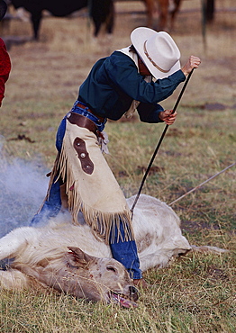 domestic cattle or ox ox cowboy branding cow with branding iron Oregon USA North America America