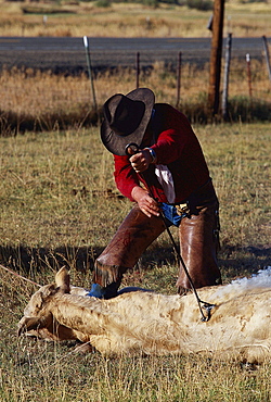 domestic cattle or ox ox cowboy branding cow with branding iron Oregon USA North America America