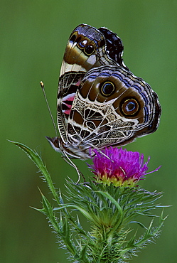 painted lady American painted lady on the blossom of a thistle