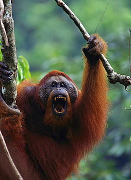 Sumatran orang utan male climbing on branch with mouth opened calling or threatening