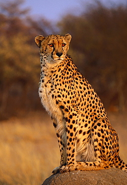 cheetah sitting