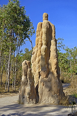 termite harvester termite termite nest termite mound Australia