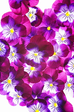 violet pansy group of purple white and yellow flowers overlapping each other vertical format background white