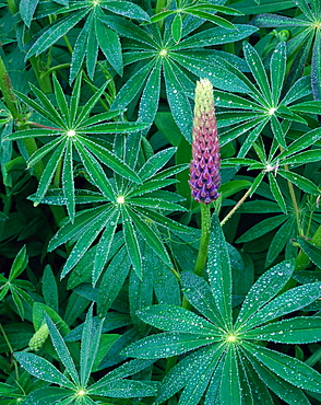 lupin young flower inflorescence and leaves covered with waterdrops raindrops still life Sweden Scandinavia