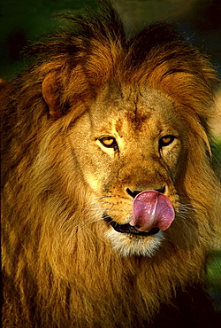 lion portrait male licking nose with its tongue zoo Munster Germany Animals