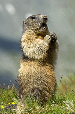 Alpine marmot standing upright beside burrow