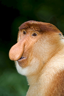 proboscis monkey portrait male