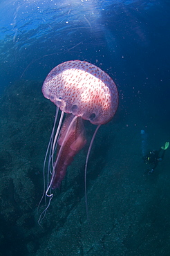 Purple Stinger Jellyfish (Pelagia notiluca).
Sardinia, Italy, Mediterranean
