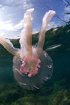 Purple Stinger Jellyfish (Pelagia notiluca).
Sardinia, Italy, Mediterranean
