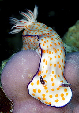 Nudibranch (Ceratosoma trilobatum).
Indo-Pacific
   (RR)