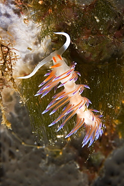 Nudibranch (Cratena peregrina).
Sardinia, Italy
